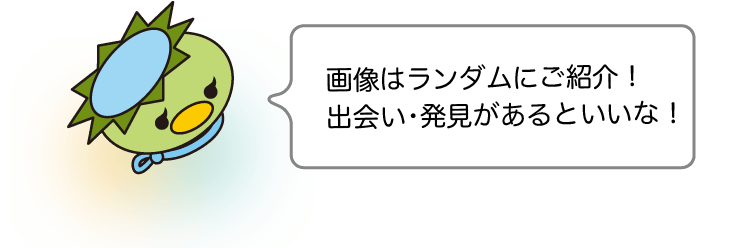 画像はランダムにご紹介！出会い・発見があるといいな！